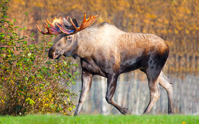 Pemi Valley Excursions Moose Tours and Moose Shops